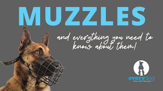 Muzzles How to properly fit a muzzle and train your dog to love wearing it [upl. by Akciret]