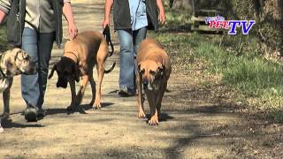 Fila Brasileiro Informationen zur Rasse [upl. by Concettina94]