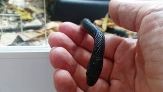 Elaphe dione Black  best beginner snake at all wwwdionenatterde [upl. by Hillell]