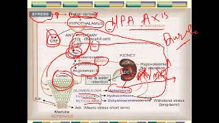 corticosteroids part 1 2024 [upl. by Nylaroc]