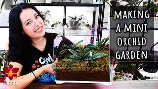 Potting multiple Orchids together the right way  Orchid Care for Beginners [upl. by Cathey]