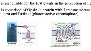 Rhodopsin Bleaching and Generating Visual Signals [upl. by Ferriter893]