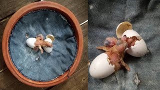 How To Hatching  Egg Pigeons Egg Hatching Process  Hatching Chicken Eggs Naturally  Part1 [upl. by Osithe]