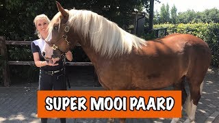 DIT PAARDENRAS IS IN GEVAAR 😱  PaardenpraatTV [upl. by Naujahs]