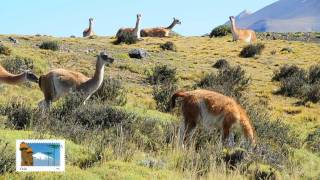 Vida Salvaje Torres del Paine Guanacos Animales en Patagonia [upl. by Assina544]