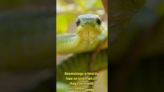 Boomslang Snake Facts You Wont Believe boomslang snakes wildlife fascinatingfacts [upl. by Claiborne]