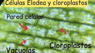 Cloroplastos de Elodea al microscopio  BiologíayEcología biologíaenunminuto [upl. by Waki]