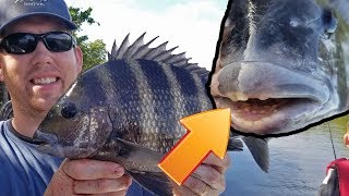 Catch Clean and Cook Sheepshead Fishing for the Fish with Human teeth  how to catch [upl. by Catton59]