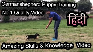 Germanshepherd Puppy Attack Training Socialisation and Total Care  Coco GSD  Royal Soldier [upl. by Irol]