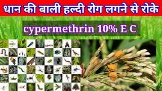 cypermethrin 10 ec  हल्दी रोग लगने से रोके धान की खेती [upl. by Sion]