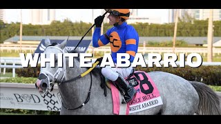 White Abarrio Breeders Cup Classic 2023 Stable Favorite [upl. by Chrystal]