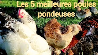 Les 5 meilleures poules pondeuses [upl. by Nivalc540]