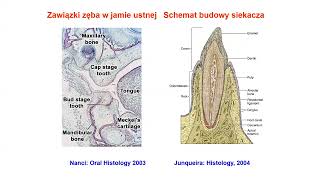 powstawanie zęba TD wykl 24 [upl. by Heeley]