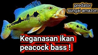 ikan predator peacock bass orinoco [upl. by Nikki]