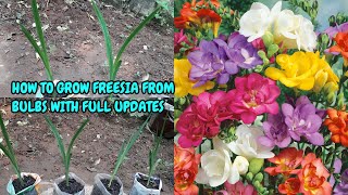 HOW TO GROW FREESIA FROM BULBS WITH COMPLETE UPDATES [upl. by Ytineres]