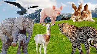 The Most Adorable Baby Animals  Baby Rabbit Calf Chicken Lamb Dog Cat  Cute Animal Videos [upl. by Nivel304]