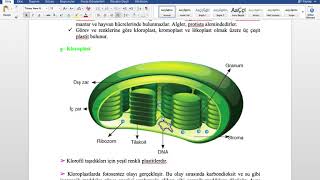 9Sınıf BiyolojiHücre organelleri 41 Kloroplast [upl. by Prader]