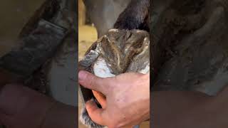 Satisfying Horse Hoof Trimming shorts farrier satisfying asmr [upl. by Jeanna]