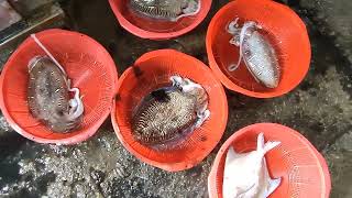 Netting fresh fishes Best Seafood on selling 明發定置漁場 freshseafood fishing trap 1 [upl. by Siwel]