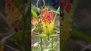 விளக்கு தீ செங்காந்தள் பூ🔥 Gloriosa Superba  Flame Lily villagelife nature kids healthtips [upl. by Eleahcim]