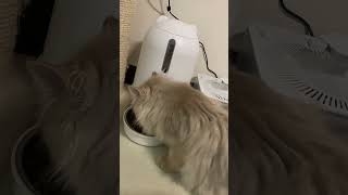 Papifeed Smart Automatic Cat Feeders [upl. by Mrots979]