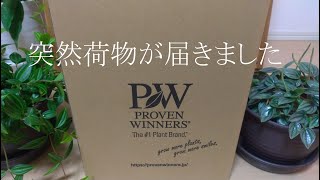 ラグランジア オーロランジュ｜みんなでオーロラチャレンジ プレゼントに当選しました｜20024年秋新品種｜新種のアジサイ｜PROVEN WINNERS PW｜Hakusan [upl. by Lida]