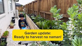 Planting season for summer pero marami na ulit mahaharvest [upl. by Assyram]