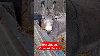 Białobrzegi Ośrodek Emaus [upl. by Eiznekcm]