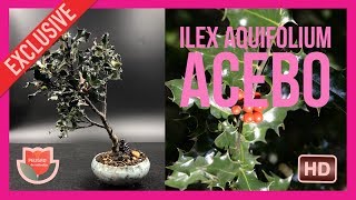 Bonsai Acebo Ilex Aquifolium [upl. by Zeba44]