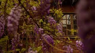 Wisteria Flowers IV  Tbilisi  Georgia [upl. by Lupiv92]