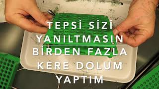 spirulina kapsül nasıl yapılır [upl. by Norse]