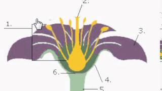 Les différentes parties de la fleur [upl. by Ventura]