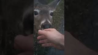 The Deer Whisperer Cute deer licks my hand buffalonewyork eddiethemouth shorts [upl. by Gib]