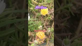 Colourful Moss rose NaturetalkwithSanyokta balconygardening balconygardener [upl. by Atnim]