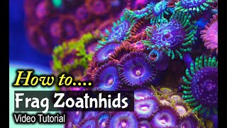 How To Frag Zoanthids [upl. by Asiole]