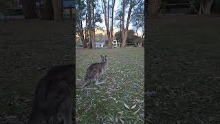 kangaroos big jump shortfeed enjoyeverymoment victoria australia kangaroojump hallsgap [upl. by Doria]