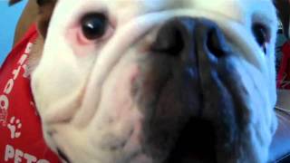 Barking English Bulldog [upl. by Adnarem]