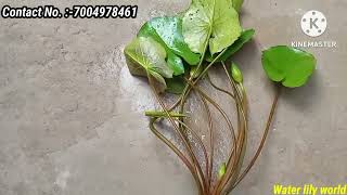 Dispatching Water Lily Plants And Bulbswaterlilyplant waterlily viralvideo [upl. by Areta]