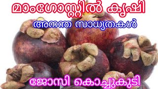 Mangosteen farmingJossy KochukudyAntony Muniyara Vlogs [upl. by Ettesus]