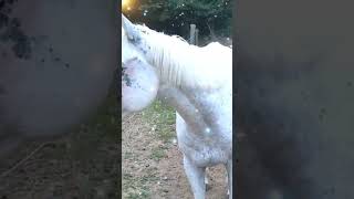 SHOCKING Horse Behavior Revealed [upl. by Wye641]