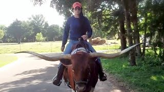 Riding Texas Longhorn Saddle Cow PREMIER ASTORIA [upl. by Benedetto]