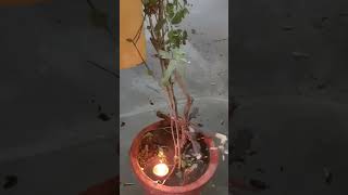 Amla Navami tulsi navami amlanavmi bhakti like love hitsong trending shortvideos stvlog [upl. by Ynahirb]