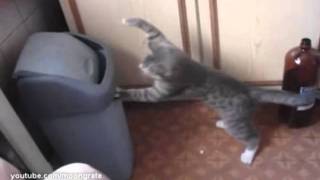 Serious Boxing Cat  Серьезный котбоксер [upl. by Gloria]