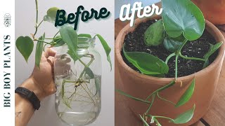 How to Propagate a Heartleaf Philodendron Step by Step [upl. by Cynthla]