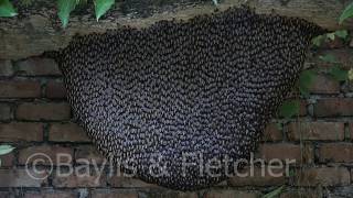 Giant Asiatic Honey Bees Malaysia 20190828075516uhd [upl. by Siddon]