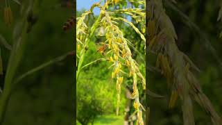 Mellifera bees collecting pollen in a cornfield bee [upl. by Fasto]