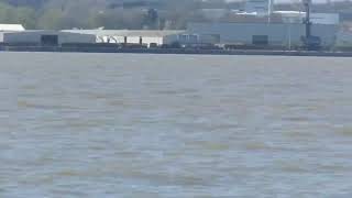 Porpoise in the River Mersey 24420 [upl. by Karlotta34]