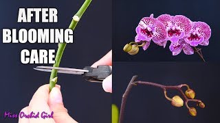 Orchid Care for Beginners  What to do after Phalaenopsis blooms fall Cutting spike amp aftercare [upl. by Bazar]