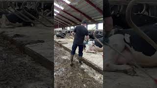 How To Clean Cow Barns Feeding Cows farming work howto cow dairy cleaning [upl. by Nnhoj508]