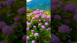 hydrangeamacrophyllaгортензияgardenгортензіяflowers parkjardinshortsアジサイсадnaturelove [upl. by Etra]